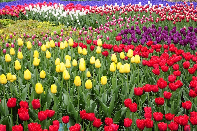 Keukenhof Gardens